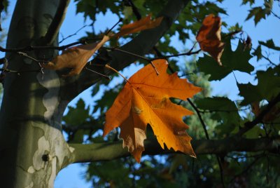 Platanus × hispanica 'Suttneri' - platan javorolistý 'Suttneri' - podzimní list